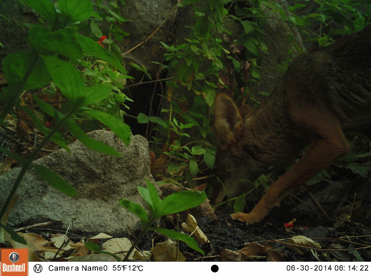 coyote drinking